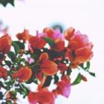 NBA飞速直播:实时见证篮球巨星的巅峰对决 8500sxny5q